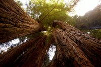 Redwoods-48.jpg