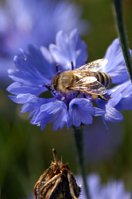 Sonnenblau-3.jpg