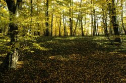 Herbst09.jpg